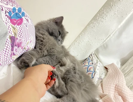 Antalya british longhair