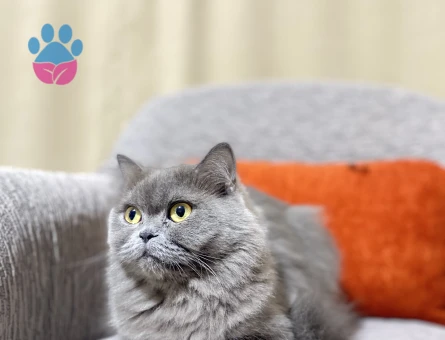 Antalya british longhair