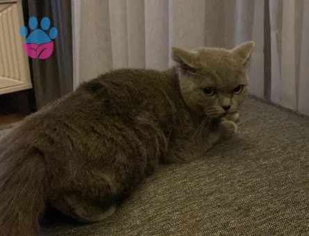 Biristih shorthair kızıma eş arıyorum