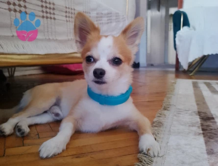 Erkeğimizen kız  arıyoruz