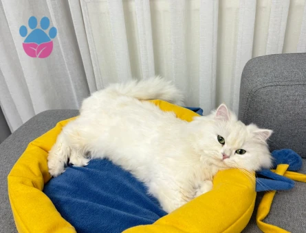 OĞLUMUZ İÇİN EŞ ARIYORUZ