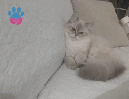 Çiftleşmeye hazır British Longhair kızıma erkek aday arıyorum