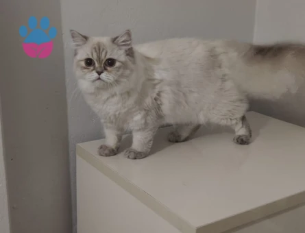 Çiftleşmeye hazır British Longhair kızıma erkek aday arıyorum