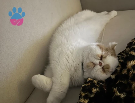 Yakışıklı oğlumuz Limon'a eş arıyoruz 🥰