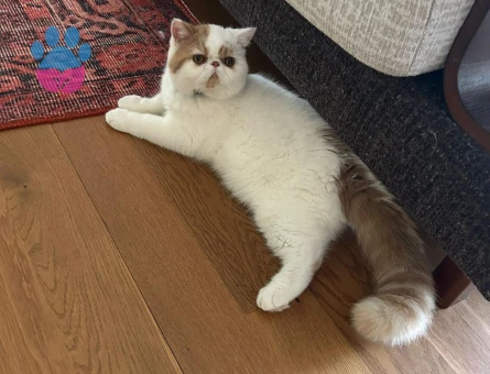 Yakışıklı oğlumuz Limon'a eş arıyoruz 🥰