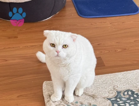 SCOTTİSH FOLD OĞLUMA EŞ ARIYORUM