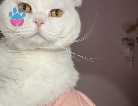 SCOTTİSH FOLD OĞLUMA EŞ ARIYORUM