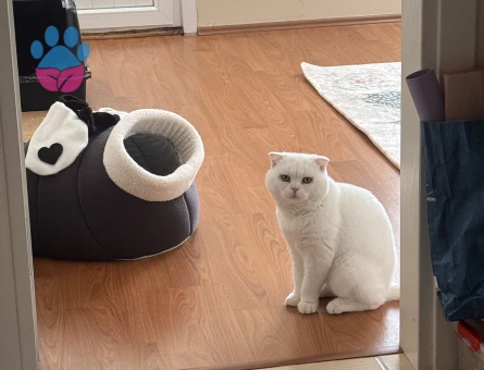 SCOTTİSH FOLD OĞLUMA EŞ ARIYORUM