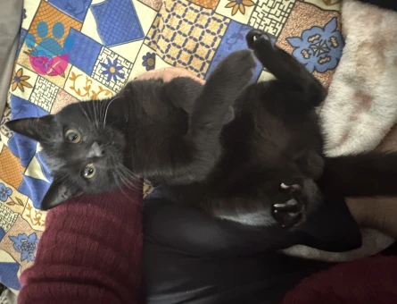 7 AYLIK OĞLUMA EŞ ARIYORUM