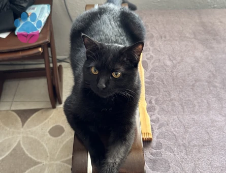 7 AYLIK OĞLUMA EŞ ARIYORUM