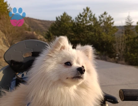 Pomeranian Boo 1 Yaşında Oğluma Eş Arıyorum