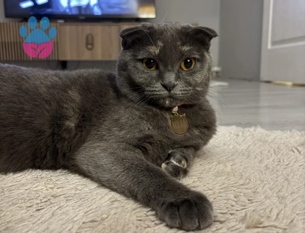 Scottish Fold 1 Yaşında Eş Arıyor