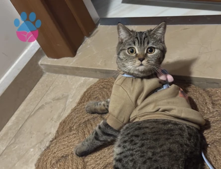 Safkan british shorthair kedime british eş arıyorum