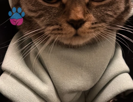 Safkan british shorthair kedime british eş arıyorum