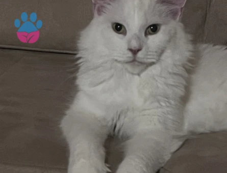 Maine Coon Pamuk Eş Arıyor 1,5 Yaşında