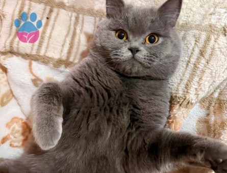 British Shorthair 11 Aylık Kedim Eş Arıyor