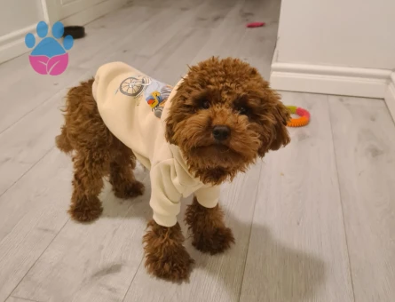 1 Yaşında Red Brown Toy Poodle Damat Adayı
