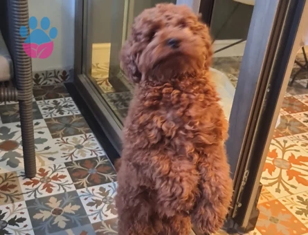 1 Yaşında Red Brown Toy Poodle Damat Adayı