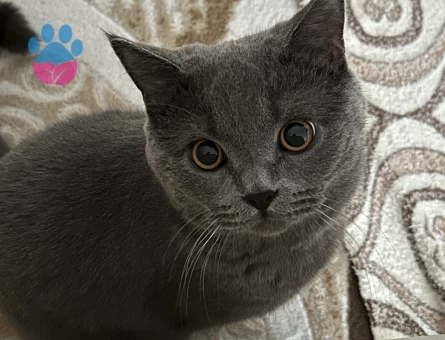 Kızgınlıkta olan oğluma dişi arıyorum