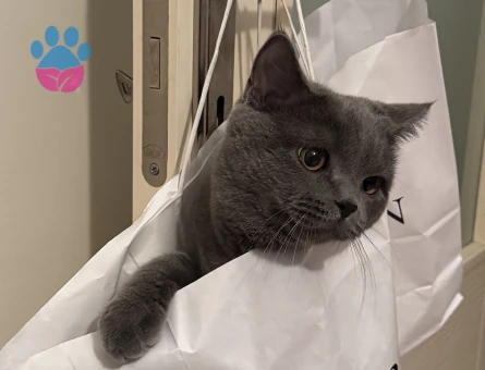 Kızgınlıkta olan oğluma dişi arıyorum