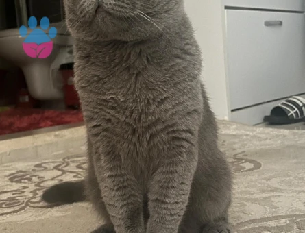 Scottish Fold 2 Yaşında Eş Arıyor Kızgınlıkta