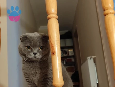 Scottish Fold 2 Yaşında Eş Arıyor Kızgınlıkta