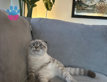 Scottish Fold 1 Yaşında Erkek Kızgınlıkta
