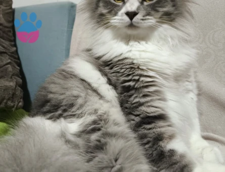 Ragamuffin Dişi Kedimize Eş Arıyorum