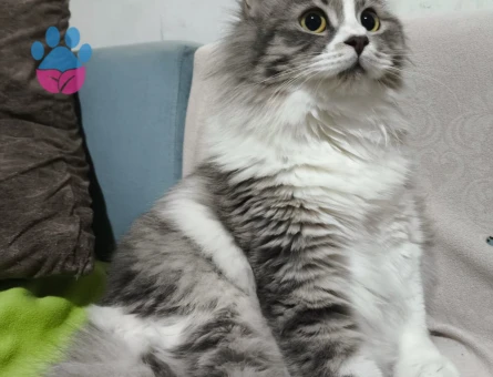 Ragamuffin Dişi Kedimize Eş Arıyorum