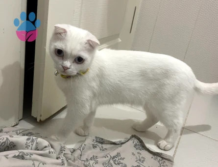 Scottish Fold 2 Yaşında Eş Arıyor