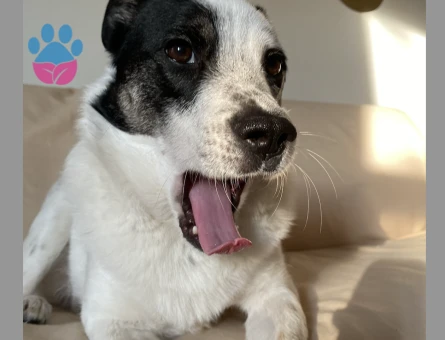 Erkek köpeğim için eş arıyorum