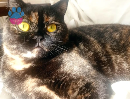 Scottish Straight 1 Yaşında Kızgınlıkta Eş Arıyoruz