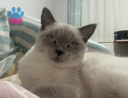 Matcha British Shorthair