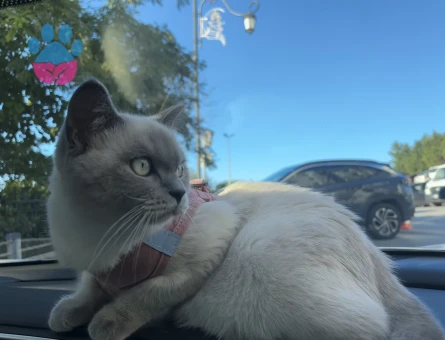 Matcha British Shorthair