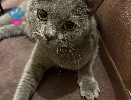 British Shorthair Kızımıza Eş Arıyoruz