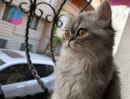 BRİTİSH LONGHAİR KİZİMİZA EŞ ARIYORUZ