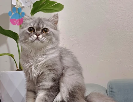 BRİTİSH LONGHAİR KİZİMİZA EŞ ARIYORUZ