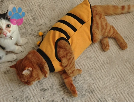 Oğlum garfield için eş arıyorum