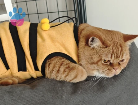 Oğlum garfield için eş arıyorum