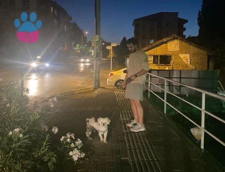 2 yaşındaki Pekinez Oğluma Eş Arıyorum