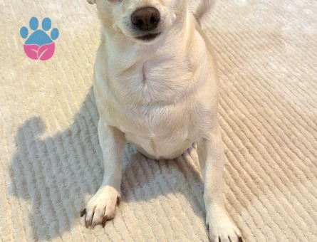 Chihuahua Kızıma Eş Arıyorum