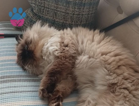 İran kedisi Kapo İçin Eş Arıyorum