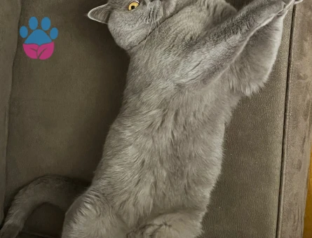 British Shorthair Oğlumuza Eş Arıyoruz