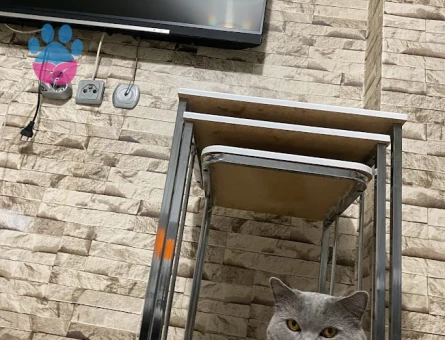 British Shorthair Oğlumuz Müdür'e Eş Arıyoru