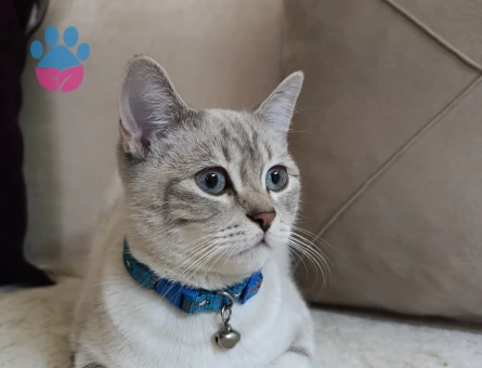 Bulutumuza eş arıyoruz