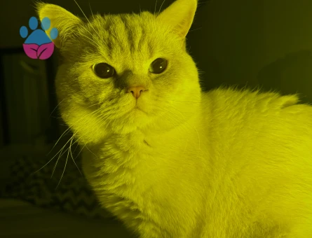 British oğluma british eş