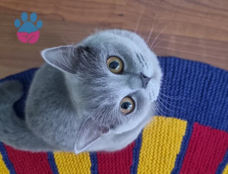 BİR YAŞINDA BRİTİSH SHORTHAİR DİŞİ KEDİ