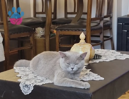 BİR YAŞINDA BRİTİSH SHORTHAİR DİŞİ KEDİ