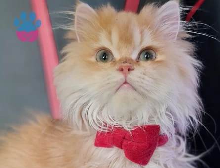 British Long GOLD Sunshine