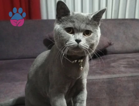 Yakışıklı oğluma acilll prenses ariyorum